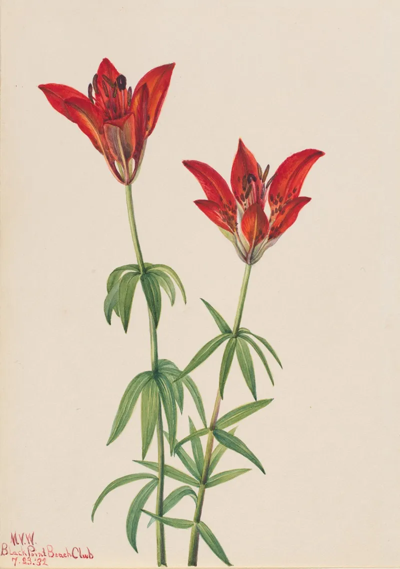 Wood Lily Lilium Philadelphicum