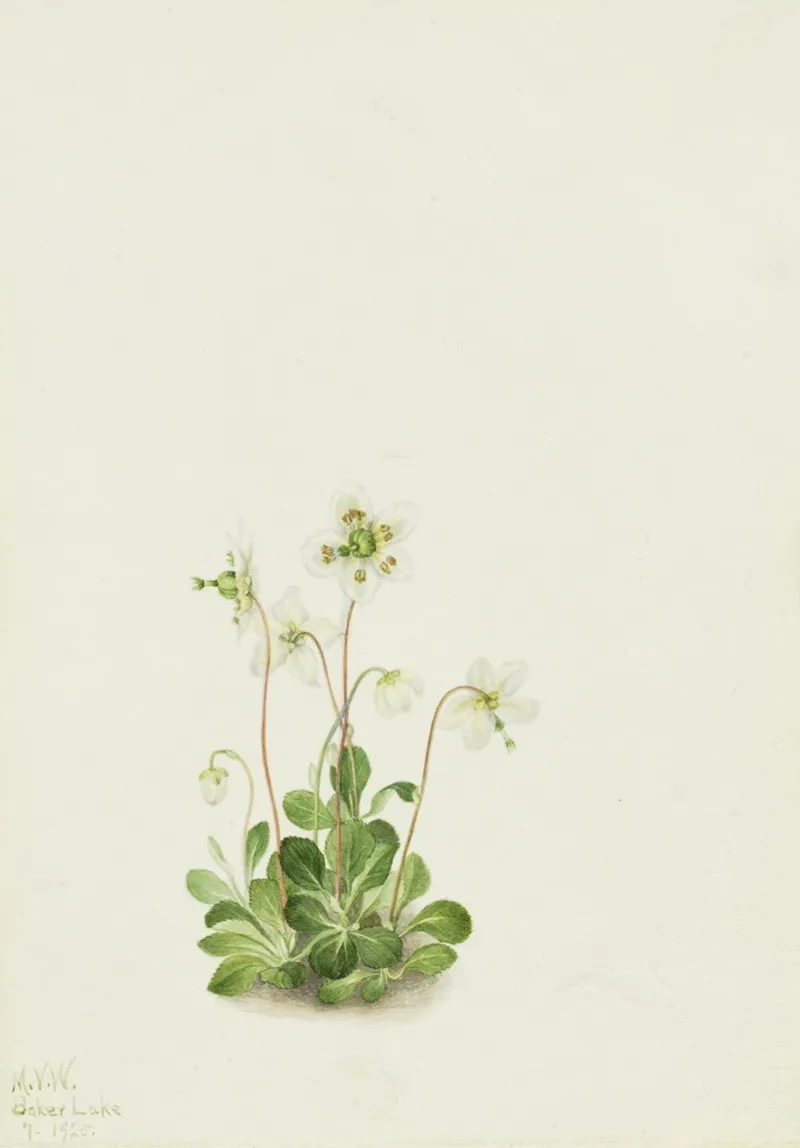 Wood Nymph Moneses Uniflora