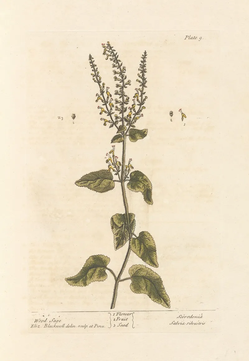 Wood Sage Wall Art by Elizabeth Blackwell - High-Resolution Digital Print