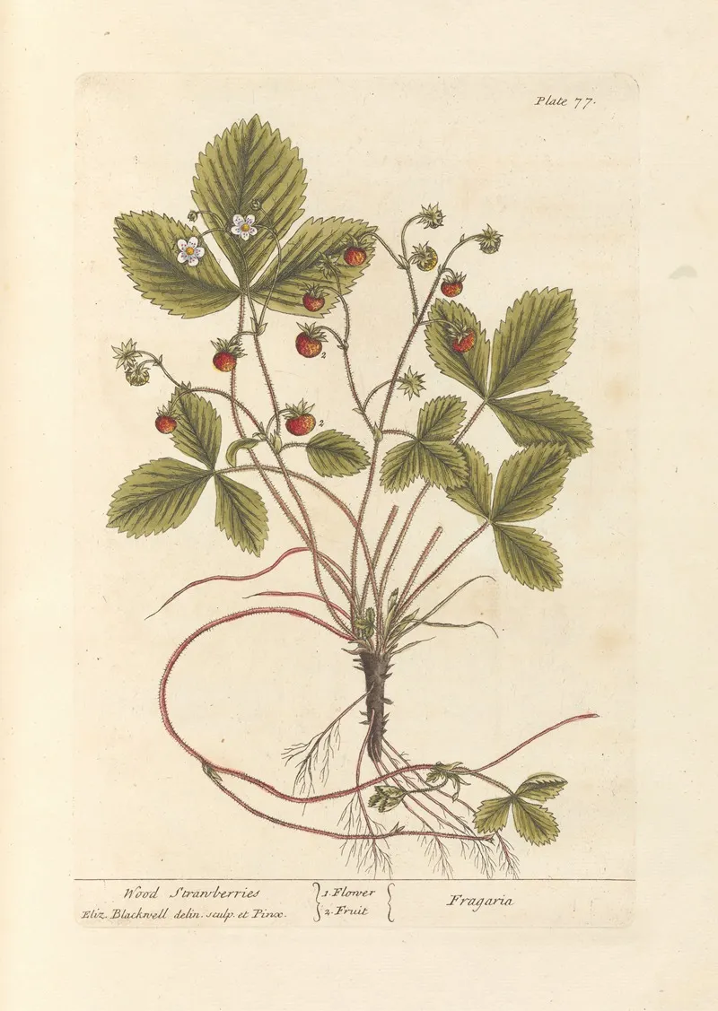 Wood Strawberries Wall Art by Elizabeth Blackwell - High-Resolution Digital Print