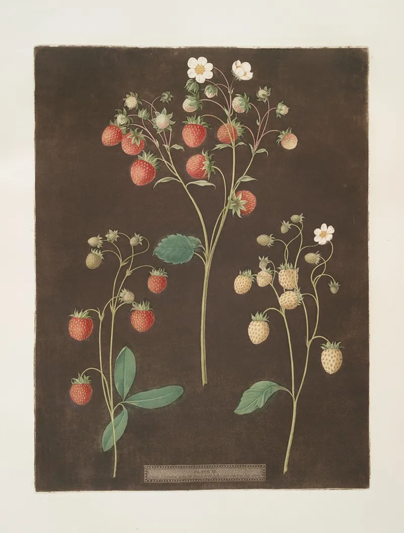 Wood Strawberry The New Early Prolific Strawberry White Alpine Wall Art by George Brookshaw - High-Resolution Digital Print