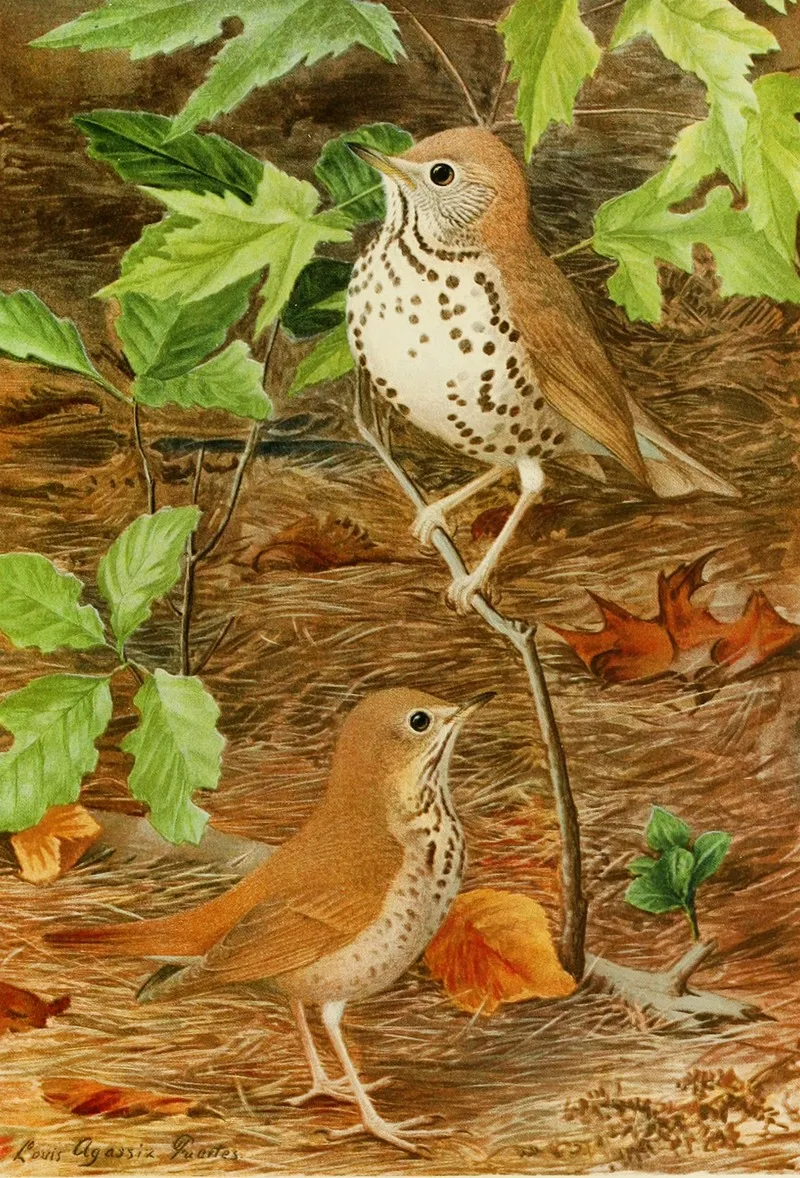 Wood Thrushhermit Thrush Wall Art by Louis Agassiz Fuertes - High-Resolution Digital Print