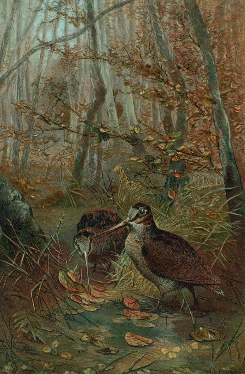 Woodcock 3 Wall Art by John George Wood - High-Resolution Digital Print