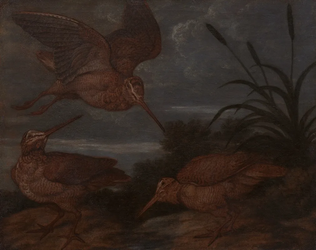 Woodcock At Dusk