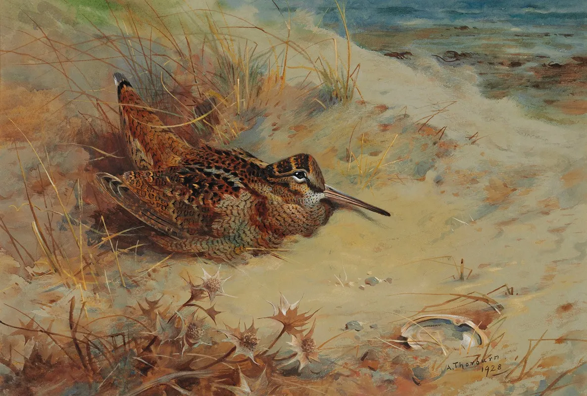 Woodcock Sheltering In The Sand Dunes Wall Art by Archibald Thorburn - High-Resolution Digital Print
