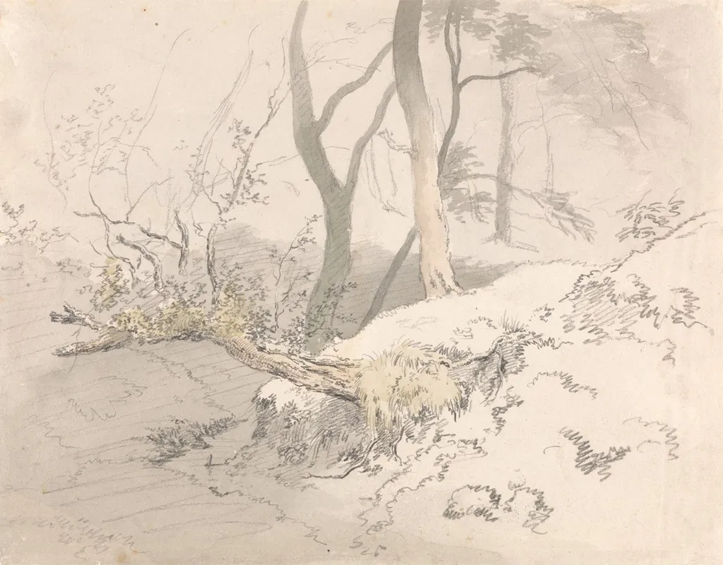 Woodland Shadow