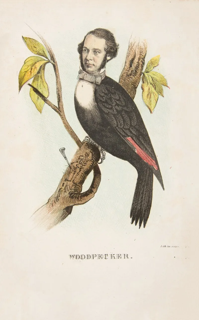 Woodpecker William B Gihon