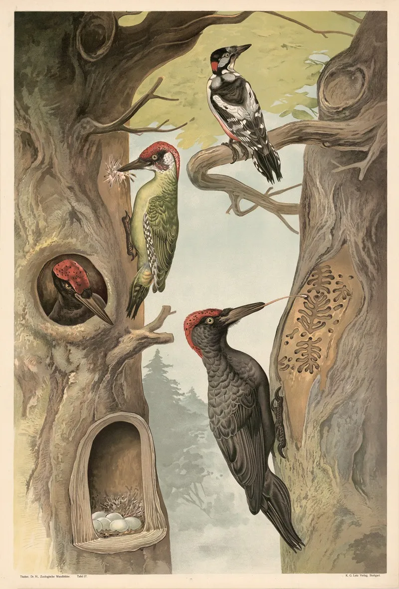 Woodpecker Wall Art by Alfred Fiedler - High-Resolution Digital Print