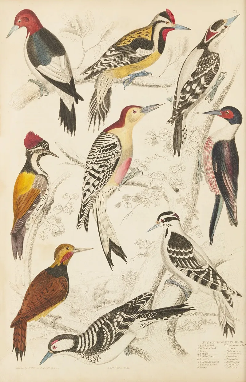 Woodpeckers 2 Wall Art by William MacGillivray - High-Resolution Digital Print