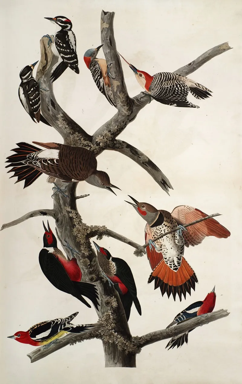 Woodpeckers Wall Art by John James Audubon - High-Resolution Digital Print