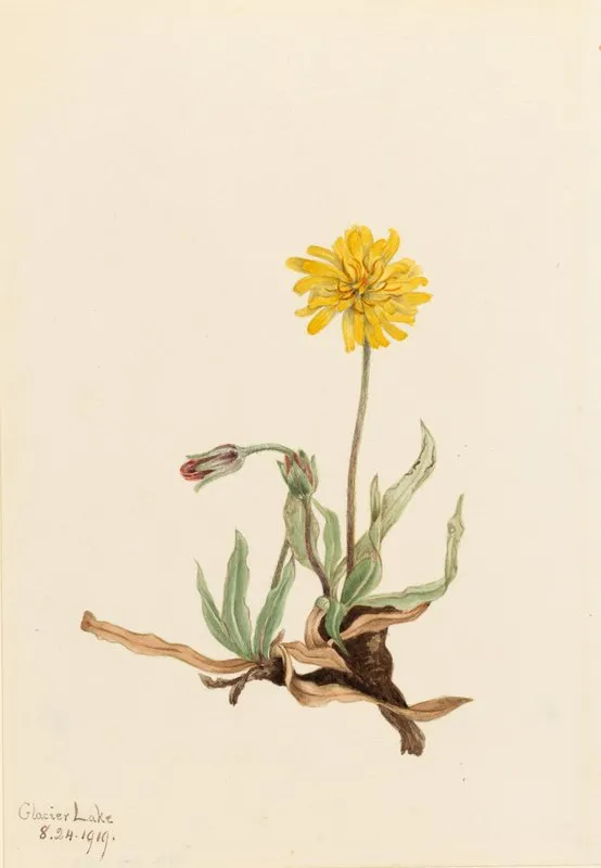 Woolly Agoseris Agoseris Villosa 2