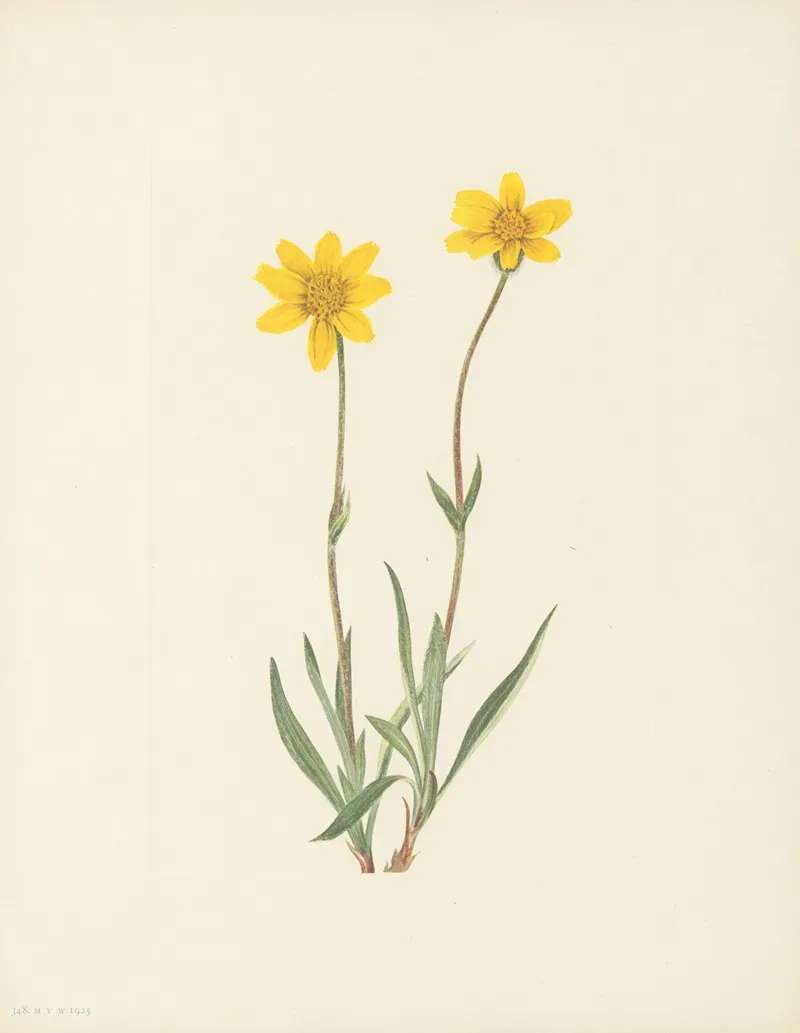 Woolly Arnica Arnica Tomentosa 3