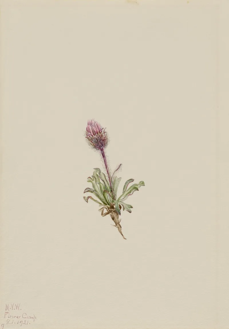 Woolly Fleabane Erigeron Lanatus