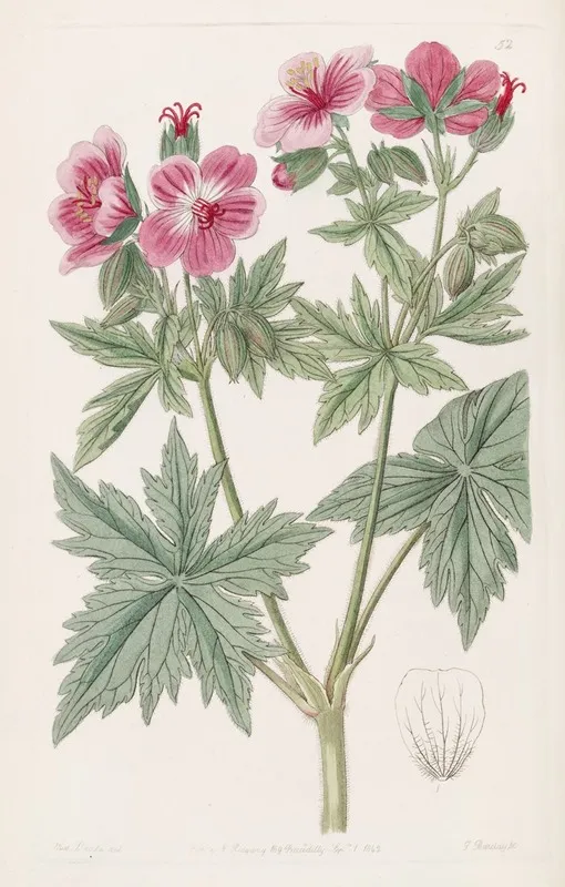 Wooly Flowered Geranium Wall Art by Sydenham Edwards - High-Resolution Digital Print