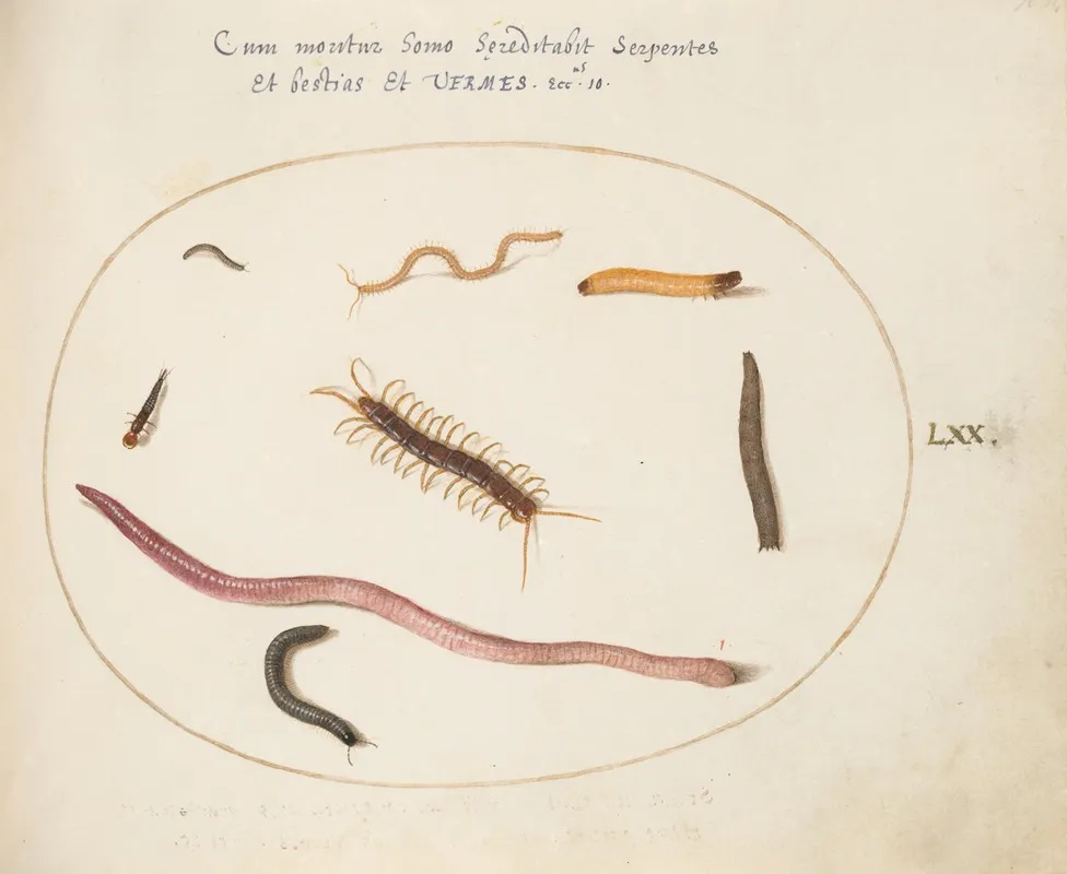 Worm Centipede Millipede And Other Long Creatures
