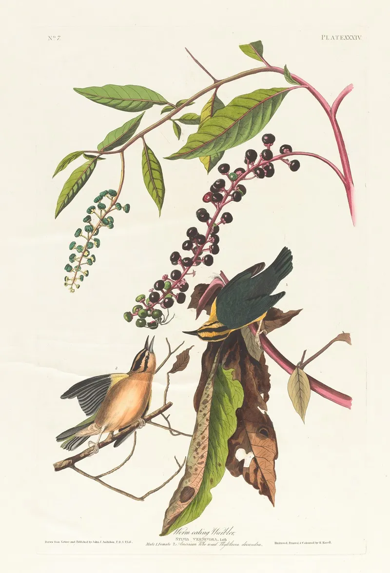 Worm Eating Warbler Wall Art by John James Audubon - High-Resolution Digital Print