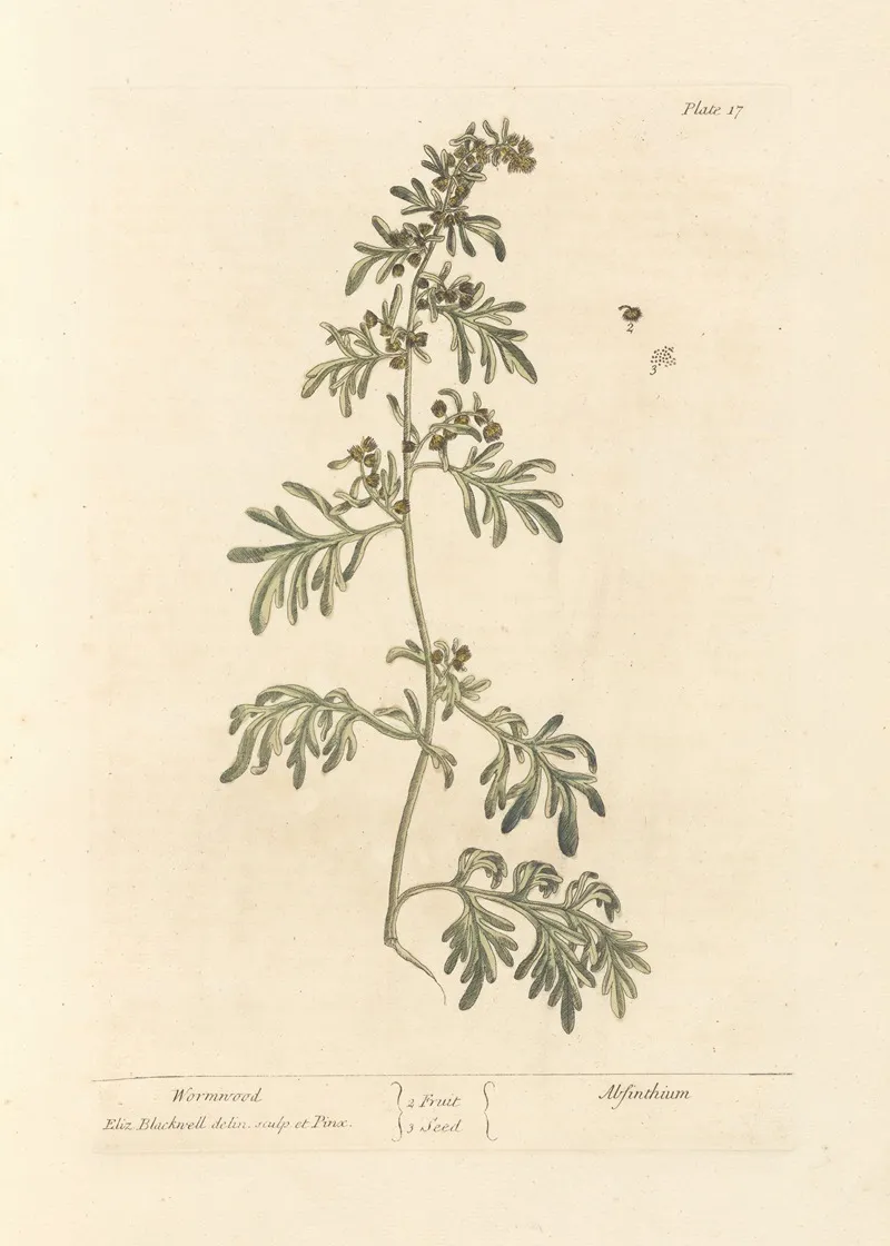 Wormwood 2 Wall Art by Elizabeth Blackwell - High-Resolution Digital Print