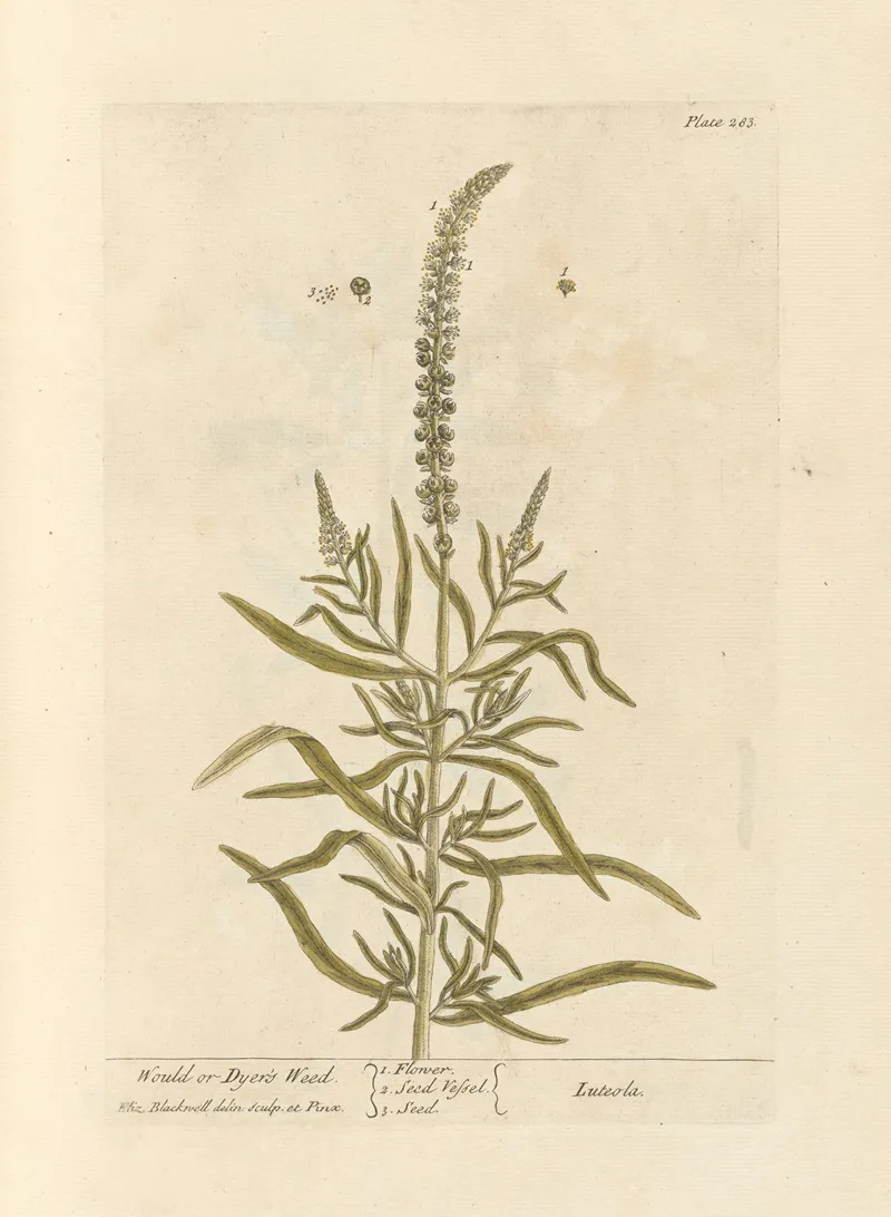 Would Or Dyers Weed Wall Art by Elizabeth Blackwell - High-Resolution Digital Print