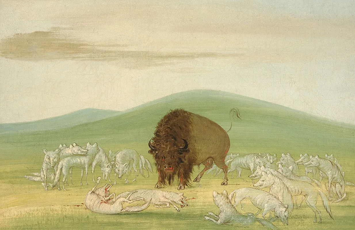 Wounded Buffalo Bull Surrounded By White Wolves