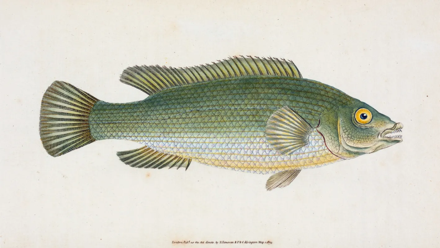 Wrasse Streaked Labrus Lineatus Wall Art by Edward Donovan - High-Resolution Digital Print