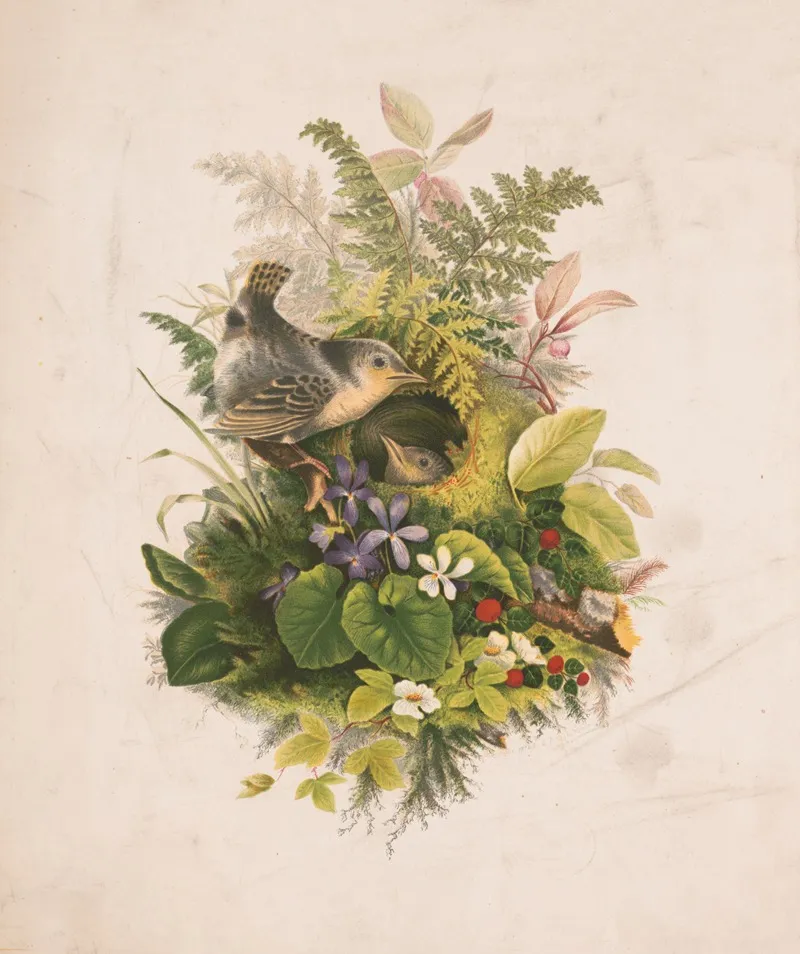 Wrens Nest And Ferns Wall Art by Olive E Whitney - High-Resolution Digital Print