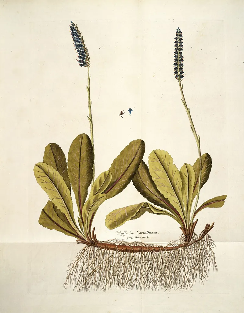 Wulfenia Carinthiaca Wall Art by Nikolaus Joseph Freiherr von Jacquin - High-Resolution Digital Print