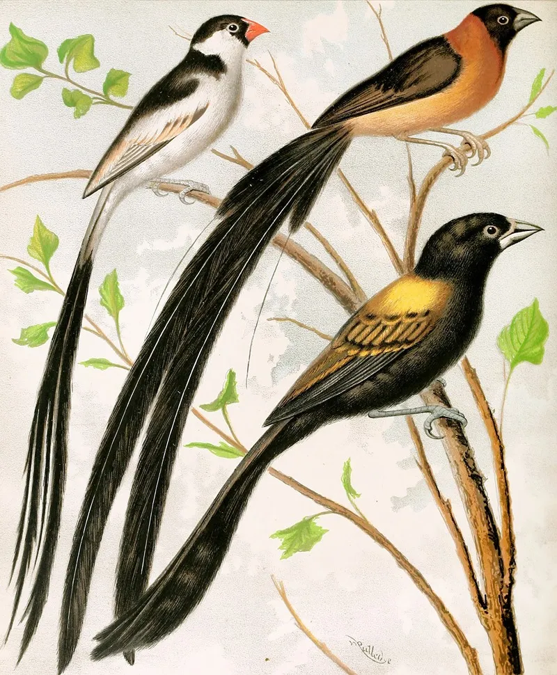 Wydah Birds Wall Art by W. A . Blakston - High-Resolution Digital Print