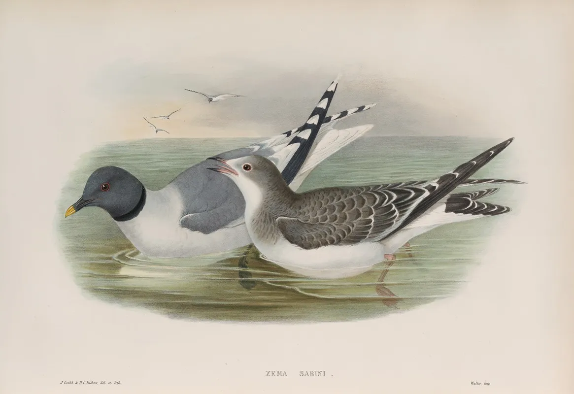 Xema Sabini Sabines Gull Wall Art by John Gould - High-Resolution Digital Print