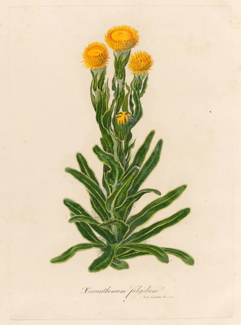 Xeranthemum Fulgidum 2 Wall Art by Gaetano Savi - High-Resolution Digital Print