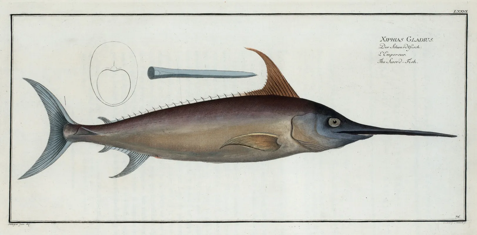 Xiphias Gladius The Sword Fish Wall Art by Marcus Elieser Bloch - High-Resolution Digital Print