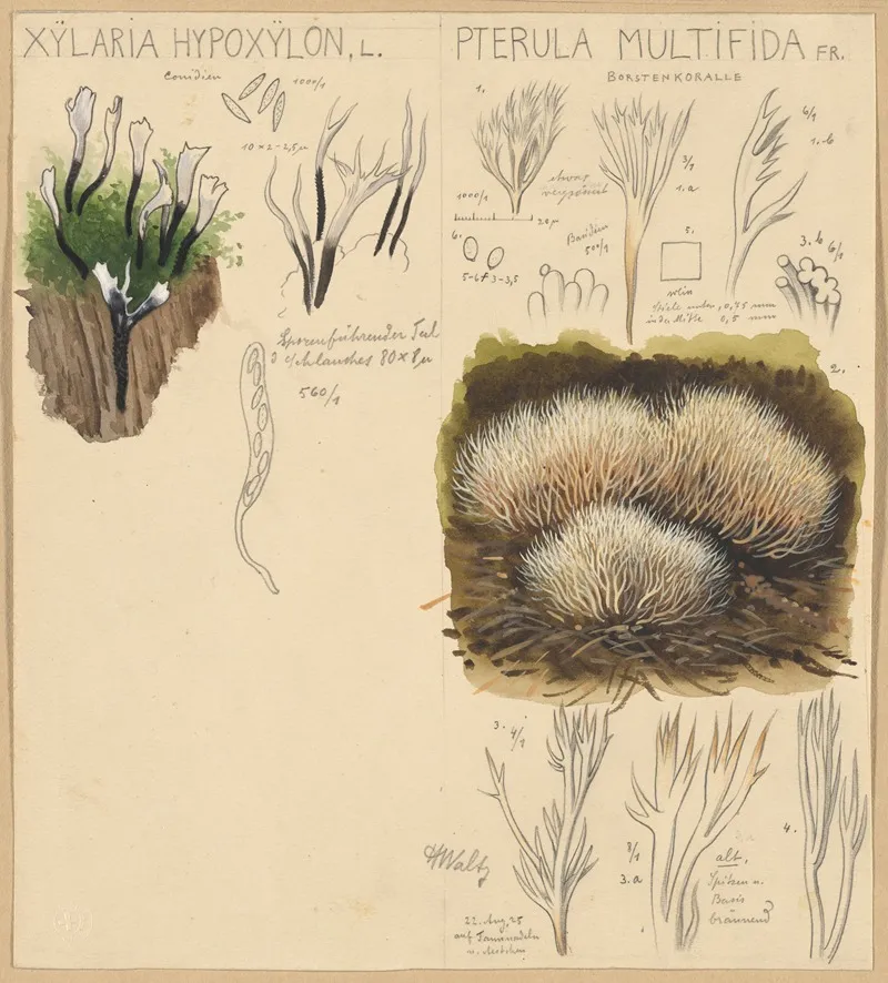 Xylaria Hypoxylon Pterula Multifida Wall Art by Hans Walty - High-Resolution Digital Print