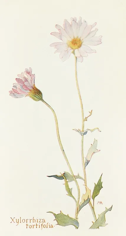 Xylorrhiza Tortifolia Wall Art by Margaret Armstrong - High-Resolution Digital Print
