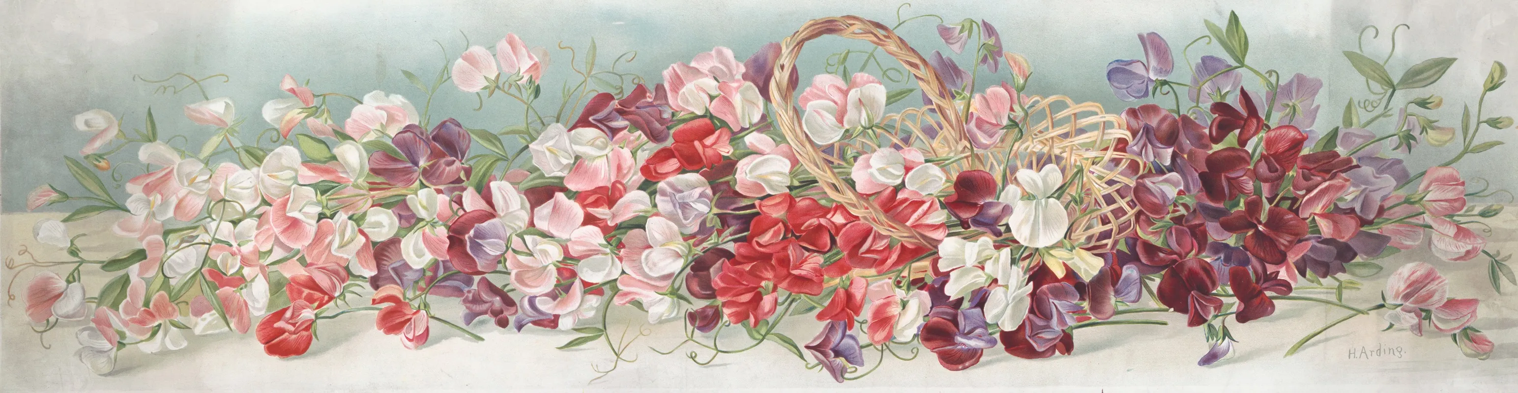 Yard Of Sweet Peas Wall Art by H. Arding - High-Resolution Digital Print