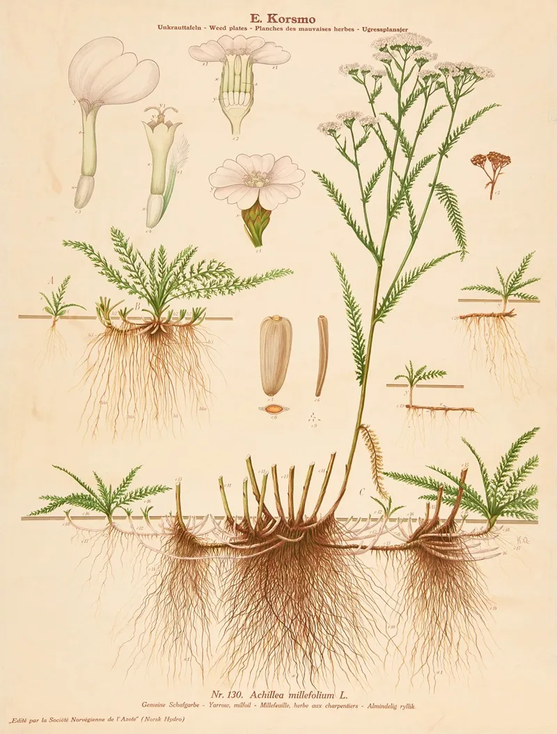 Yarrow Milfoil Wall Art by Knut Quelprud - High-Resolution Digital Print