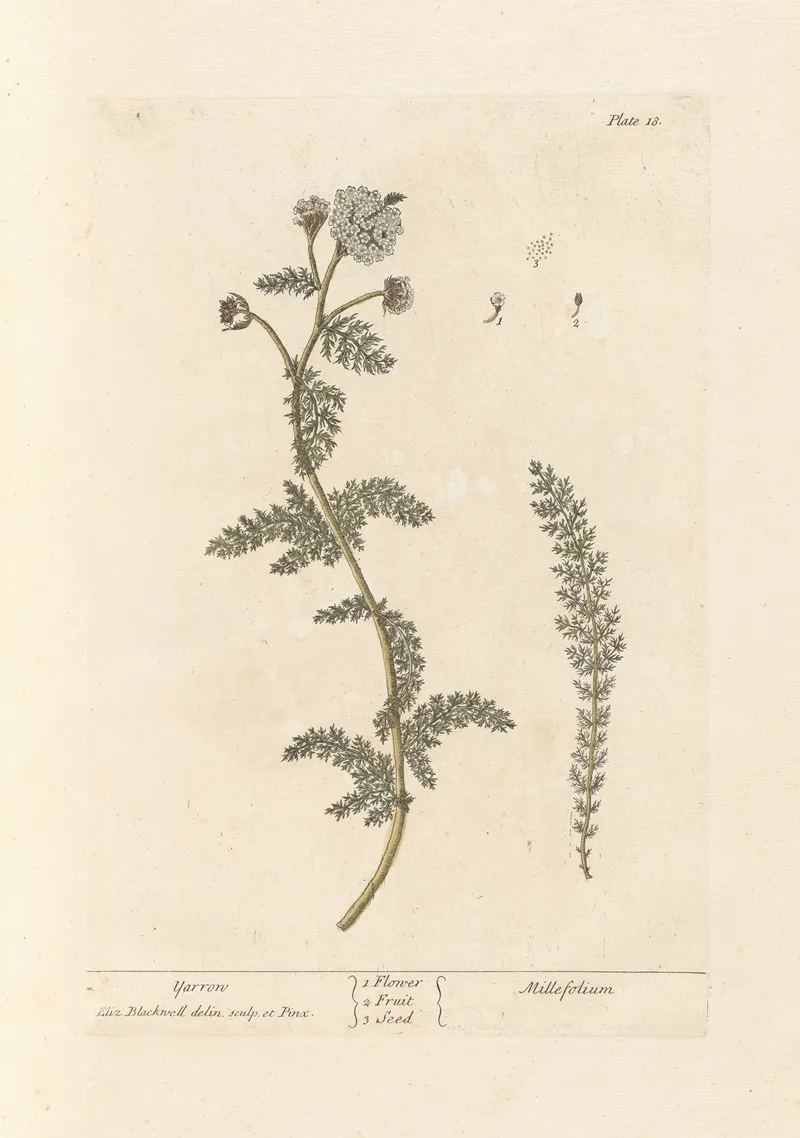 Yarrow Wall Art by Elizabeth Blackwell - High-Resolution Digital Print