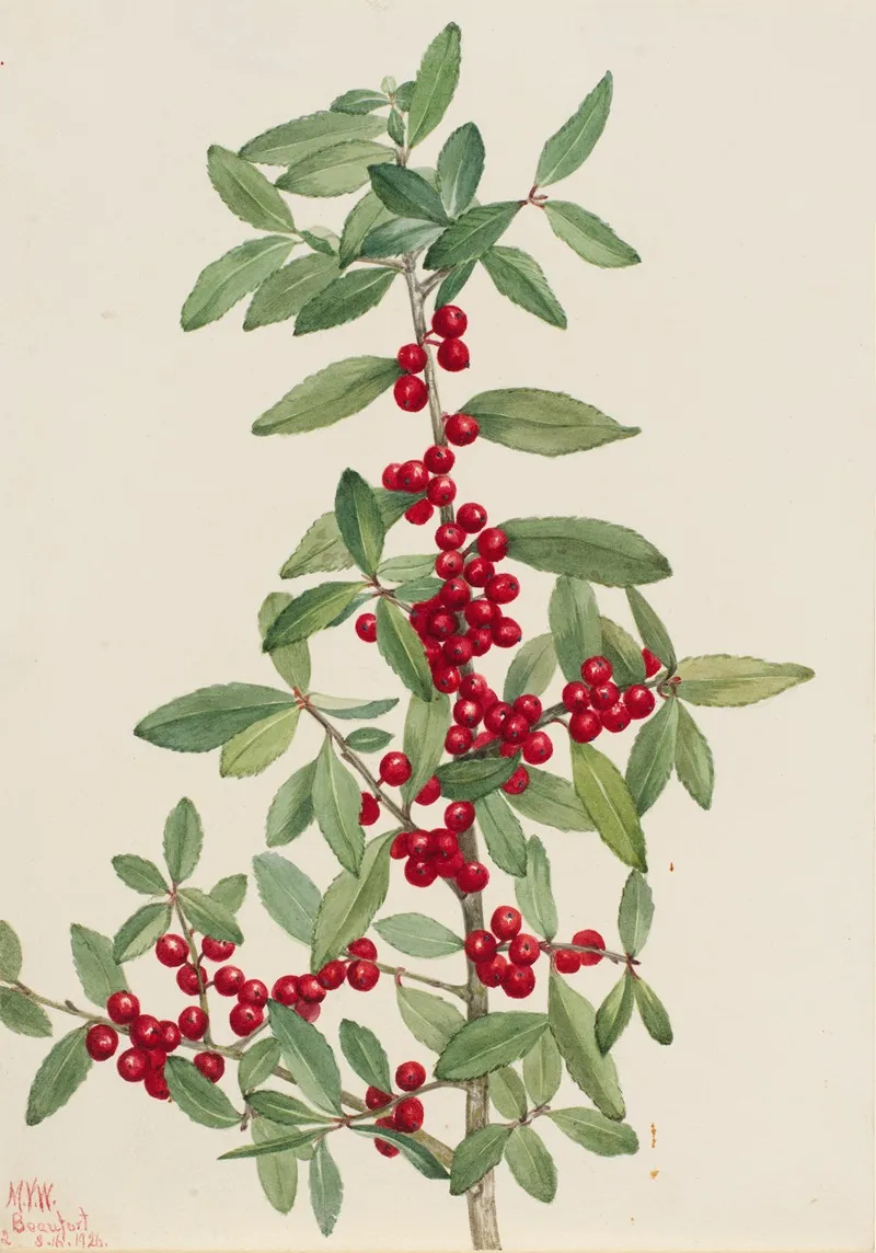 Yaupon Ilex Vomitoria 2