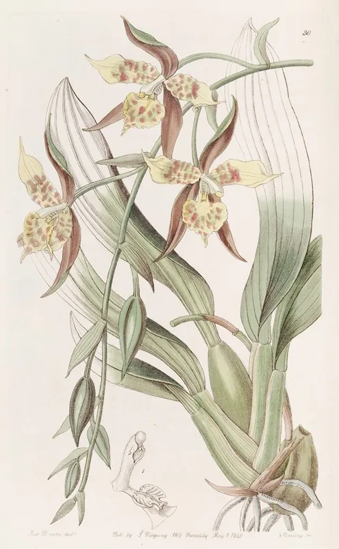 Yellow And Brown Odontoglossum Wall Art by Sydenham Edwards - High-Resolution Digital Print