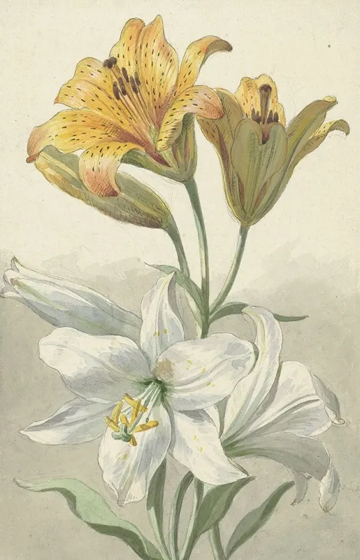 Yellow And White Lilies