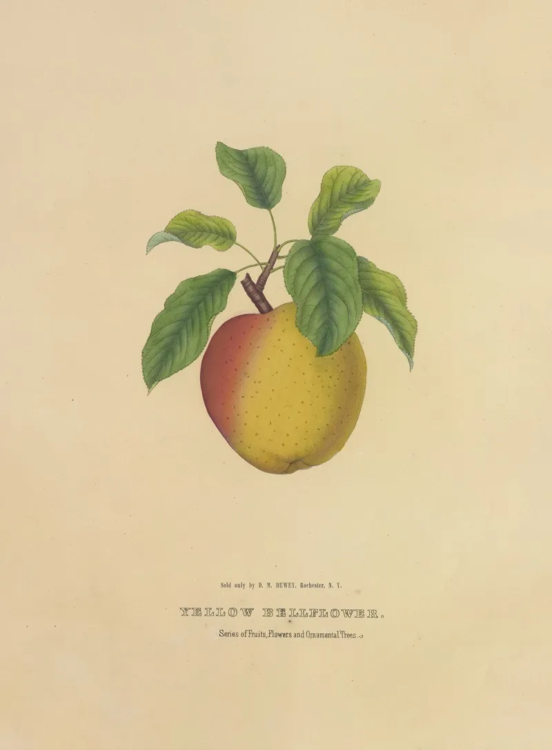 Yellow Bellflower Wall Art by Dellon Marcus Dewey - High-Resolution Digital Print