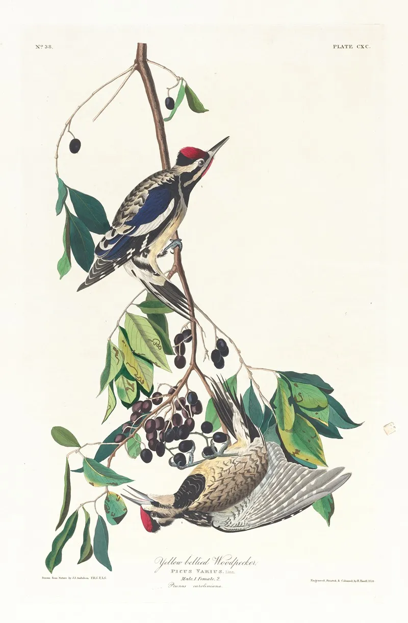 Yellow Bellied Woodpecker Wall Art by John James Audubon - High-Resolution Digital Print