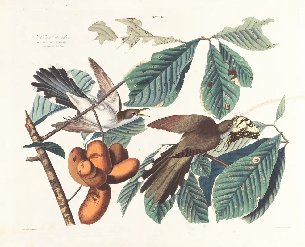 Yellow Billed Cuckoo 3 Wall Art by John James Audubon - High-Resolution Digital Print