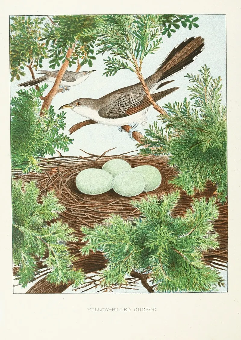 Yellow Billed Cuckoo Wall Art by Edwin L. Sheppard - High-Resolution Digital Print