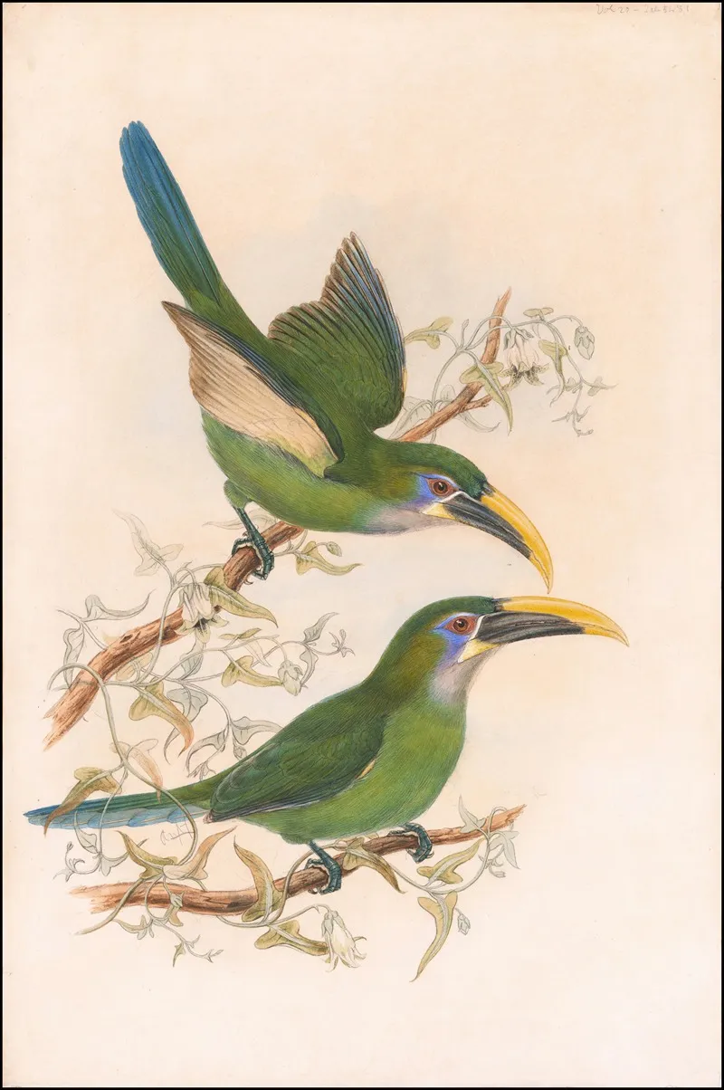 Yellow Billed Toucanets Aulacorhynchus Sulcatus Calorhynchus Wall Art by William Matthew Hart - High-Resolution Digital Print