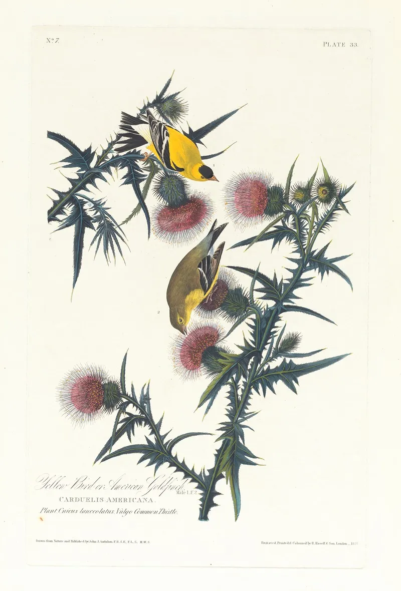 Yellow Bird Or American Goldfinch Wall Art by John James Audubon - High-Resolution Digital Print