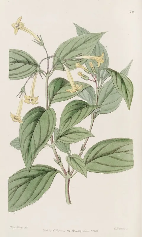 Yellow Bouvardia Wall Art by Sydenham Edwards - High-Resolution Digital Print