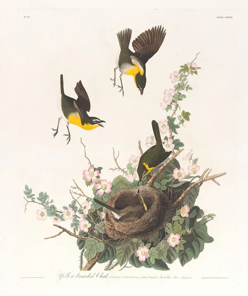 Yellow Breasted Chat 2 Wall Art by John James Audubon - High-Resolution Digital Print