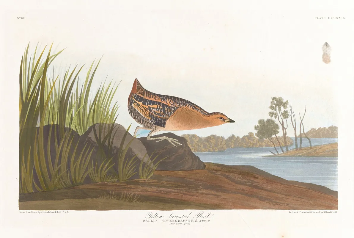 Yellow Breasted Rail Wall Art by John James Audubon - High-Resolution Digital Print