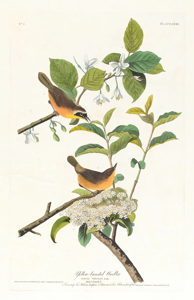 Yellow Breasted Warbler Wall Art by John James Audubon - High-Resolution Digital Print