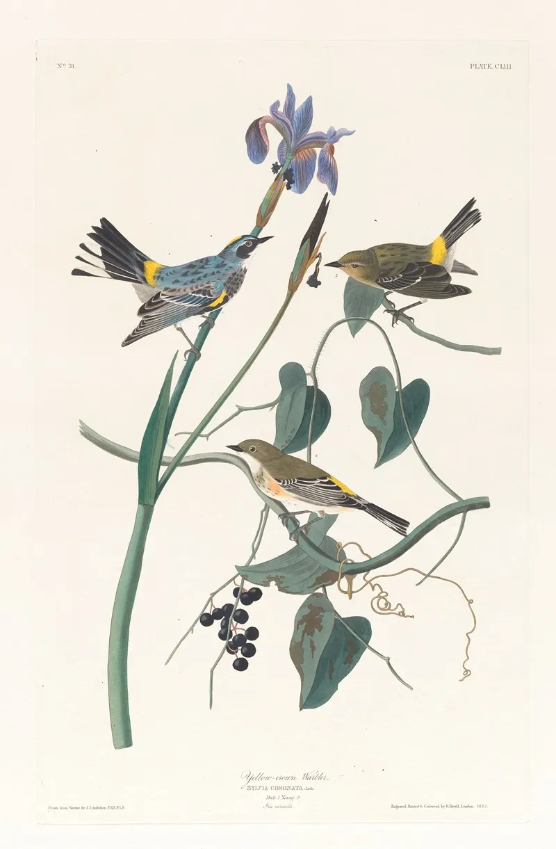 Yellow Crown Warbler Wall Art by John James Audubon - High-Resolution Digital Print