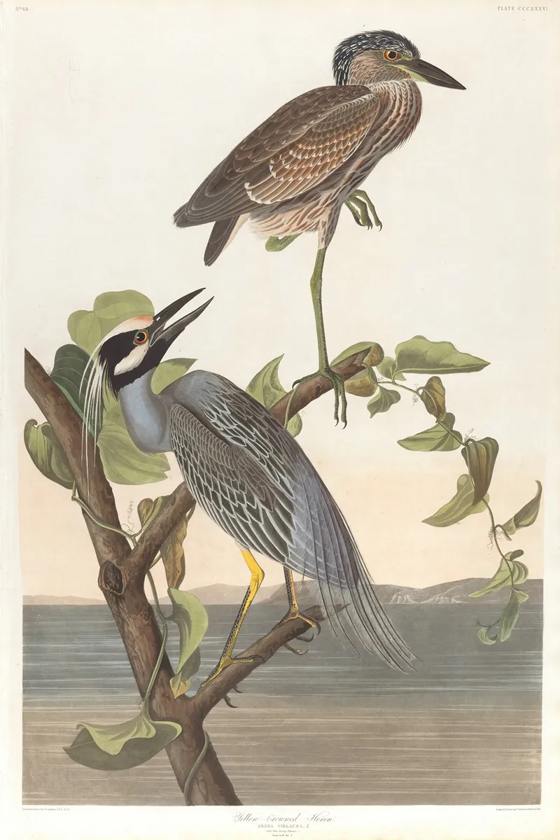 Yellow Crowned Heron Wall Art by John James Audubon - High-Resolution Digital Print